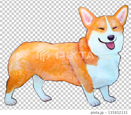 Smiling corgi Smiling corgi 135832131