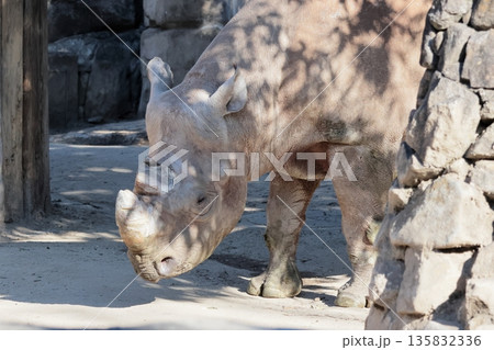 ヒガシクロサイ ヒガシクロサイ 135832336