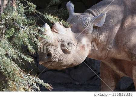 ヒガシクロサイ 135832339