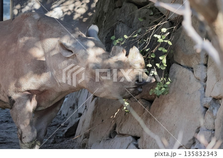 ヒガシクロサイ 135832343