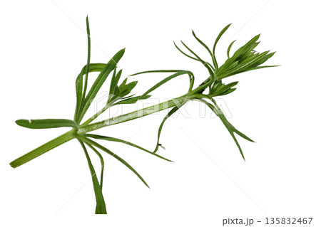 Bedstraw, Galium aparine, is an annual herbaceous plant. Bedstraw, Galium aparine, is an annual herbaceous plant. 135832467