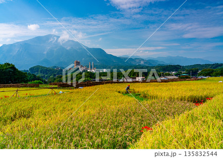 (埼玉県)秩父の寺坂棚田 彼岸花咲く頃 (埼玉県)秩父の寺坂棚田 彼岸花咲く頃 135832544