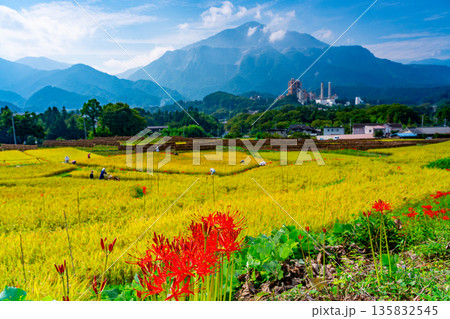 (埼玉県)秩父の寺坂棚田 彼岸花咲く頃 (埼玉県)秩父の寺坂棚田 彼岸花咲く頃 135832545