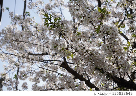 桜⑬ 135832645