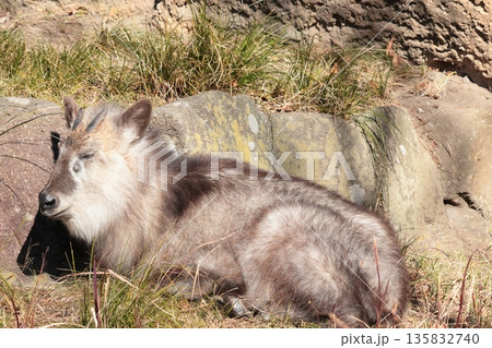 ニホンカモシカ 135832740