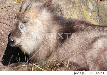 ニホンカモシカ 135832741