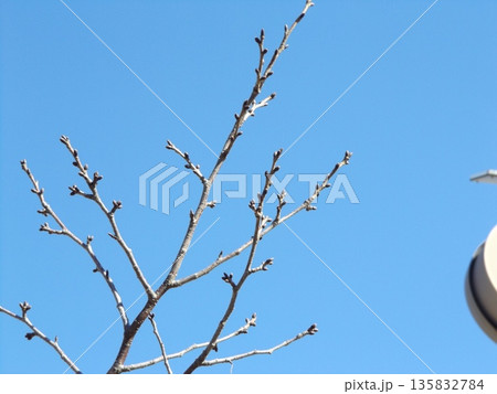 まだまだ固いこじま花の会花畑桜並木のサクラの冬芽 まだまだ固いこじま花の会花畑桜並木のサクラの冬芽 135832784