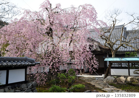 大津坂本　恵光院の枝垂れ桜 135832809