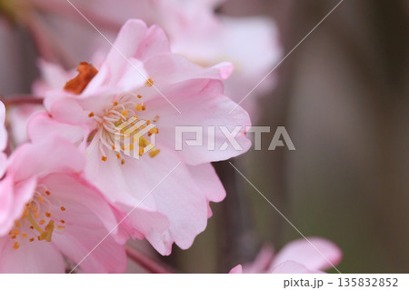 日中線のしだれ桜(福島県喜多方) 日中線のしだれ桜(福島県喜多方) 135832852
