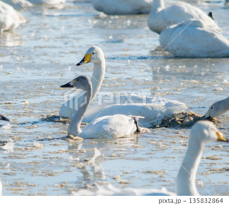 水面を並んで進むコハクチョウの成鳥と幼鳥 135832864