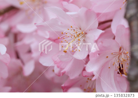 日中線のしだれ桜(福島県喜多方) 日中線のしだれ桜(福島県喜多方) 135832873
