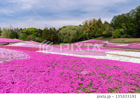 埼玉県 羊山公園・芝桜の丘 埼玉県 羊山公園・芝桜の丘 135833191