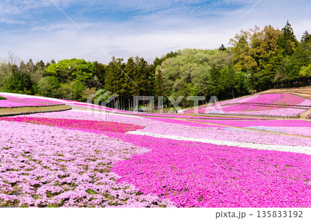 埼玉県　羊山公園・芝桜の丘 135833192