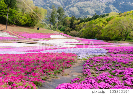 埼玉県 羊山公園・芝桜の丘 埼玉県 羊山公園・芝桜の丘 135833194