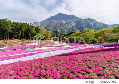 埼玉県　羊山公園・芝桜の丘 135833195
