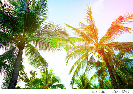 Palm tree on bright blue sky background. Palm trees in tropical location in bright daylight Palm tree on bright blue sky background. Palm trees in tropical location in bright daylight 135833267