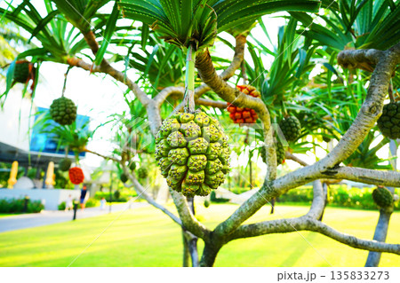 Pandanus tree. Pandanus fruit on tropical tree. Tropical fruit of pandanus tree. Pandan Pandanus tree. Pandanus fruit on tropical tree. Tropical fruit of pandanus tree. Pandan 135833273
