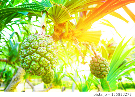 Pandanus tree. Pandanus fruit on tropical tree. Tropical fruit of pandanus tree.  135833275