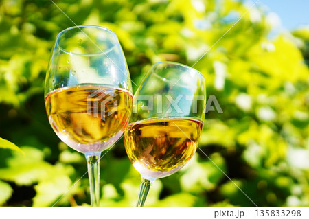 Two elegant glasses of rose wine surrounded by lush green grape vines. Wine glass white wine  135833298