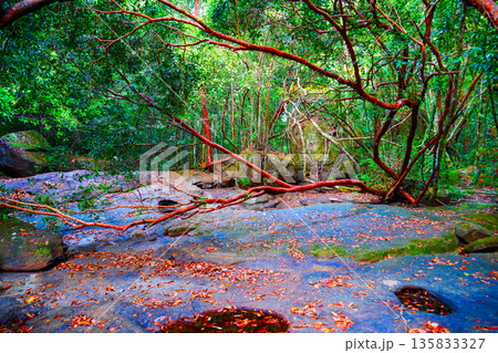 Jungle hiking mountains. Rocks stones mountain river. Dried-up river in jungle. Dense forest jungle 135833327