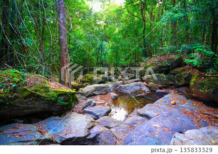 Jungle hiking mountains. Rocks stones mountain river. Dried-up river in jungle. Dense forest jungle 135833329