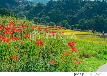 （埼玉県）秩父の寺坂棚田　畔の彼岸花 135833412
