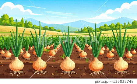 畑で育つ収穫前の玉ねぎのイラスト 135833748