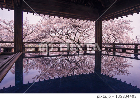 桜咲く三井寺　桜と観月舞台　三井寺の風景　床に映る桜の風景　滋賀の観光名所　不死鳥の寺 135834405