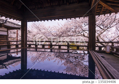 桜咲く三井寺　桜と観月舞台　三井寺の風景　床に映る桜の風景　滋賀の観光名所　不死鳥の寺 135834406
