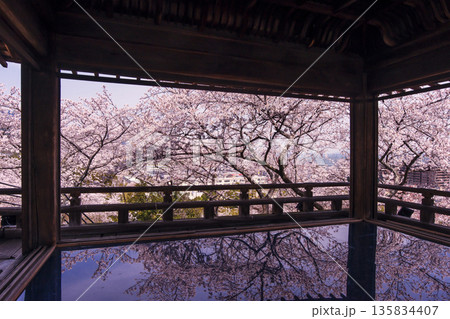 桜咲く三井寺 桜と観月舞台 三井寺の風景 床に映る桜の風景 滋賀の観光名所 不死鳥の寺 桜咲く三井寺 桜と観月舞台 三井寺の風景 床に映る桜の風景 滋賀の観光名所 不死鳥の寺 135834407