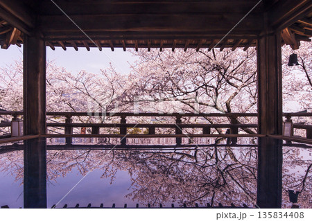 桜咲く三井寺　桜と観月舞台　三井寺の風景　床に映る桜の風景　滋賀の観光名所　不死鳥の寺 135834408