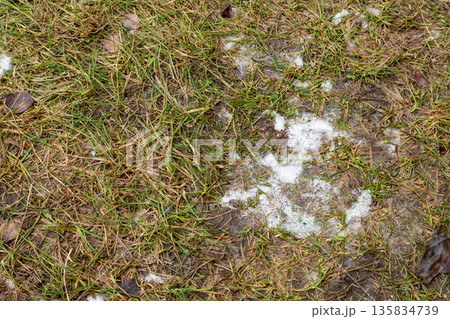 Green grass texture with patches of melting snow. Winter or early spring outdoor nature background. Dirty and dry lawn close up for seasonal transition concept. 135834739