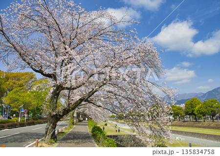 【神奈川県】水無川沿いの桜並木 【神奈川県】水無川沿いの桜並木 135834758