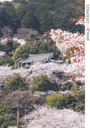 桜咲く三井寺　春の三井寺の風景　桜に囲まれた三井寺　滋賀の観光名所　不死鳥の寺 135834821