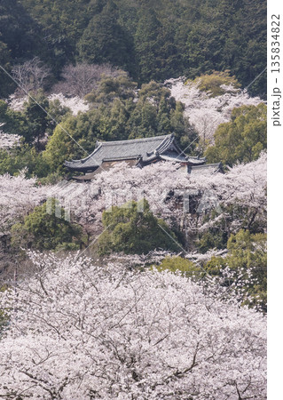 桜咲く三井寺 春の三井寺の風景 桜に囲まれた三井寺 滋賀の観光名所 不死鳥の寺 桜咲く三井寺 春の三井寺の風景 桜に囲まれた三井寺 滋賀の観光名所 不死鳥の寺 135834822