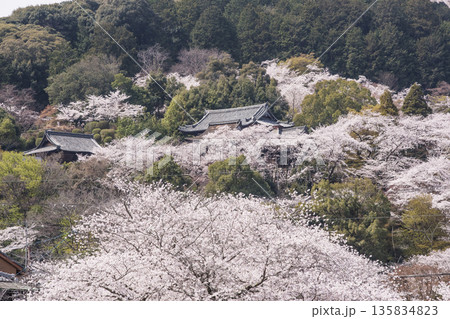 桜咲く三井寺 春の三井寺の風景 桜に囲まれた三井寺 滋賀の観光名所 不死鳥の寺 桜咲く三井寺 春の三井寺の風景 桜に囲まれた三井寺 滋賀の観光名所 不死鳥の寺 135834823