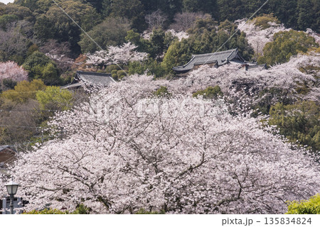 桜咲く三井寺　春の三井寺の風景　桜に囲まれた三井寺　滋賀の観光名所　不死鳥の寺 135834824