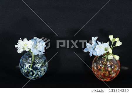 闇に浮かぶ二組のガラス一輪挿しのデルフィニュウムの花(左右配置) 闇に浮かぶ二組のガラス一輪挿しのデルフィニュウムの花(左右配置) 135834889