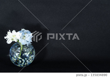 闇に浮かぶ寒色ガラスの一輪挿しのデルフィニュウムの花(左配置) 闇に浮かぶ寒色ガラスの一輪挿しのデルフィニュウムの花(左配置) 135834890