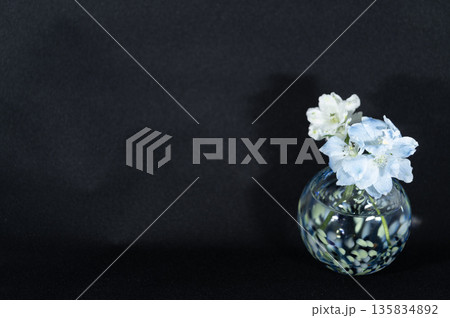 闇に浮かぶ寒色ガラスの一輪挿しのデルフィニュウムの花(右配置) 闇に浮かぶ寒色ガラスの一輪挿しのデルフィニュウムの花(右配置) 135834892