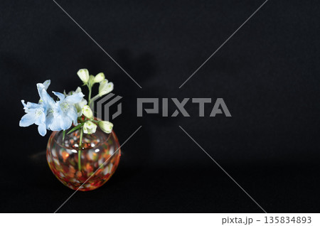 闇に浮かぶ暖色ガラスの一輪挿しのデルフィニュウムの花(左配置) 闇に浮かぶ暖色ガラスの一輪挿しのデルフィニュウムの花(左配置) 135834893