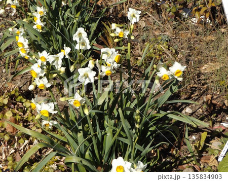 こじま花の会花畑の白い水仙 こじま花の会花畑の白い水仙 135834903
