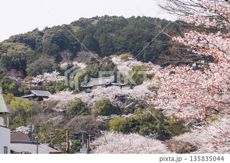 桜咲く三井寺 春の三井寺の風景 桜に囲まれた三井寺 滋賀の観光名所 不死鳥の寺 桜咲く三井寺 春の三井寺の風景 桜に囲まれた三井寺 滋賀の観光名所 不死鳥の寺 135835044