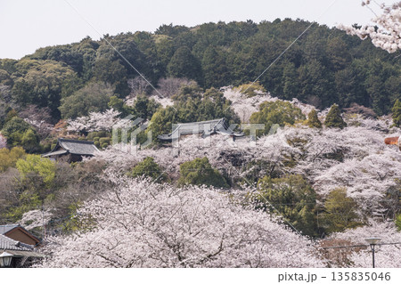 桜咲く三井寺 春の三井寺の風景 桜に囲まれた三井寺 滋賀の観光名所 不死鳥の寺 桜咲く三井寺 春の三井寺の風景 桜に囲まれた三井寺 滋賀の観光名所 不死鳥の寺 135835046