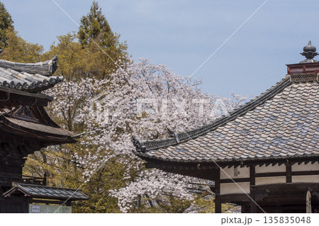 桜咲く三井寺　春の三井寺の風景　滋賀の観光名所　不死鳥の寺 135835048