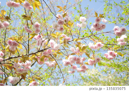 八重桜 普賢象 八重桜 普賢象 135835075
