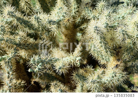 Cholla cactus, Sonora Desert, Mid Winter 135835083