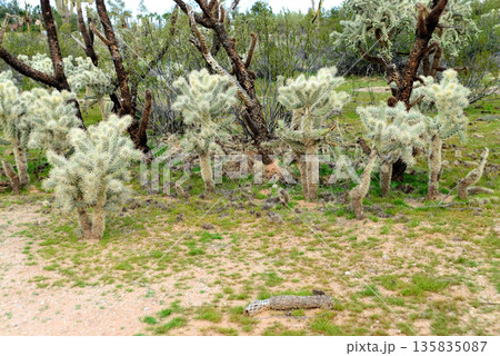 Cholla cactus, Sonora Desert, Mid Winter 135835087