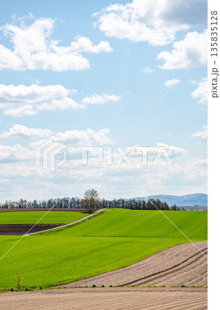 春の陽をあびる緑のムギ畑 春の陽をあびる緑のムギ畑 135835128