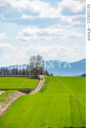 春の陽をあびる緑のムギ畑 春の陽をあびる緑のムギ畑 135835129